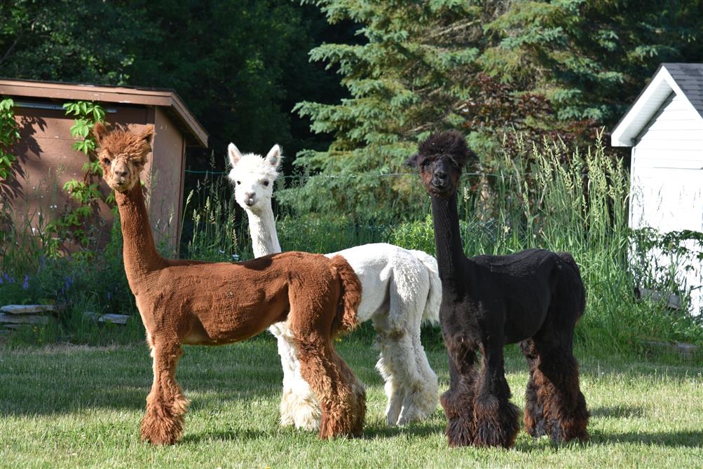 Amis alpagas (&copy;Miellerie Lune de Miel)