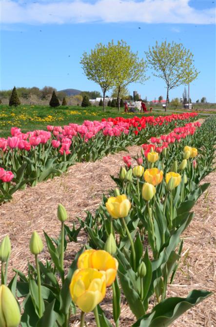 champ de tulipes (&copy;Verger Champêtre - Gîte & Compagnie)