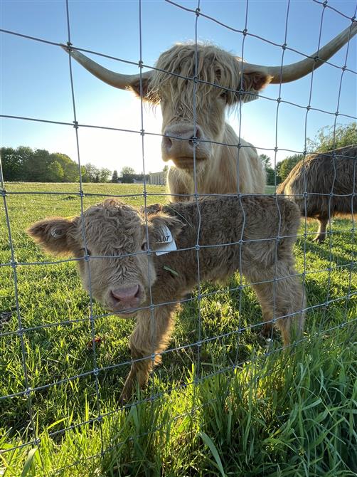 Vache et veau highland (&copy;Verger Champêtre - Gîte & Compagnie)