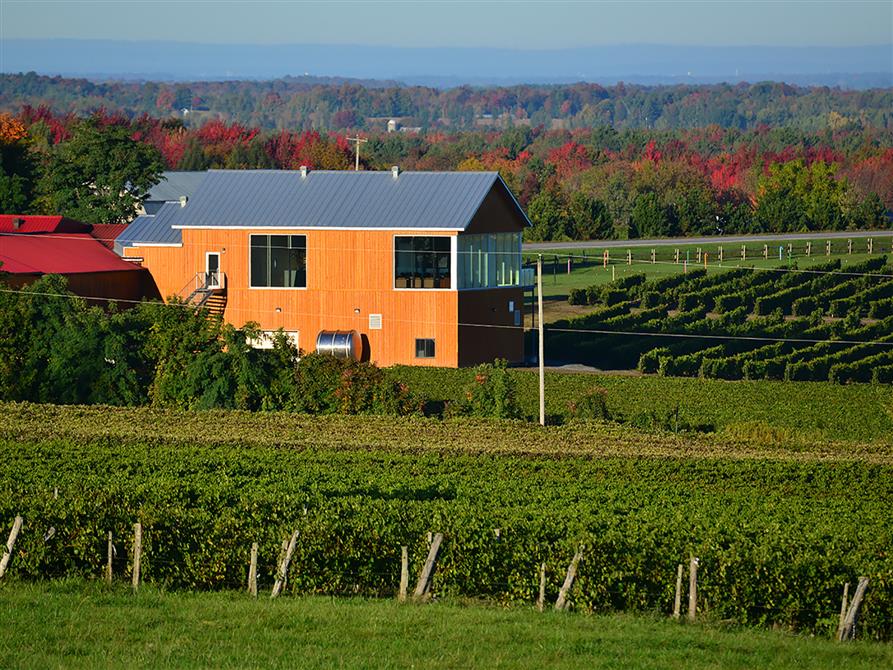 Les vignes à l'automne (&copy;Vignoble de l'Orpailleur)